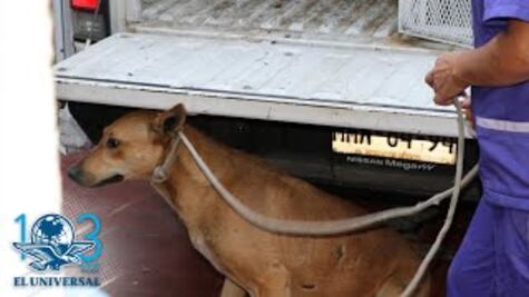 Fundación resguarda a 6 perros de la jauría que atacó a mujer en Tecamac