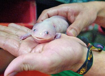 Logran descifrar el genoma del ajolote mexicano