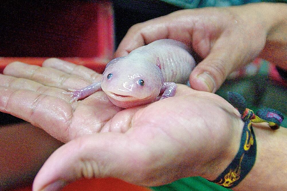 (FOTO: ARCHIVO EL UNIVERSAL)