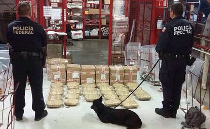 Agentes caninos decomisan 34 kg de marihuana en Veracruz