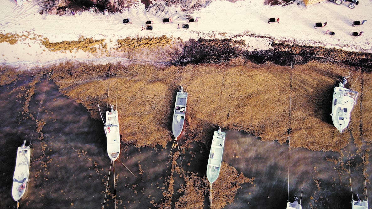 Alrededor de 100 toneladas de sargazo se retiran cada día en Playa del Carmen; un metro cúbico de la macroalga mojada llega a pesar hasta 200 kilogramos. Fotos/LEONARDO DOMÍNGUEZ. EL UNIVERSAL