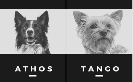 Mueren envenenados Athos y Tango, perritos rescatistas