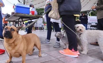 Aplican más de 13 mil vacunas antirrábicas en CDMX