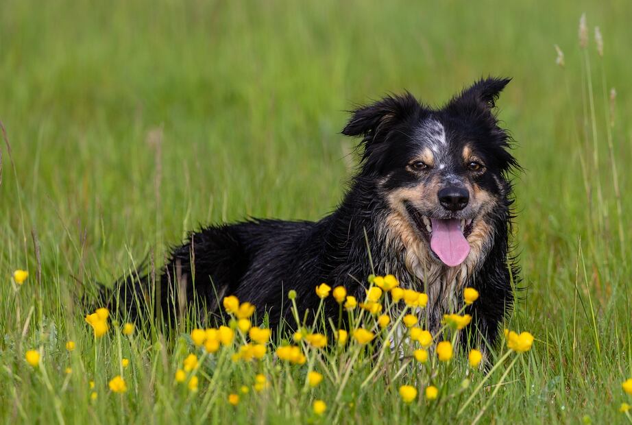 Perro y pasto. Fuente: Pixabay