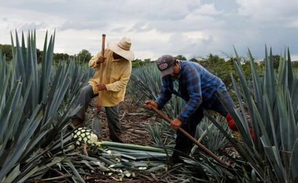 Soaring agave prices give tequila makers a headache