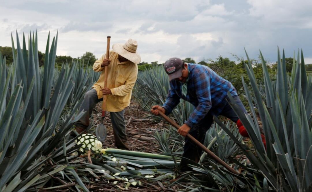 Jimadores harvest in blue agave plantation in Tapatitlan, Jalisco – Photo: Carlos Jasso/REUTERS