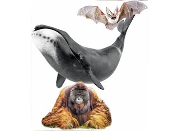 Los animales dan claves para envejecer con mejor salud