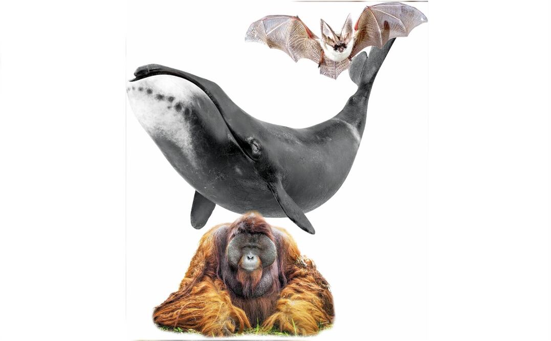 Mamíferos. Imagen: Especial