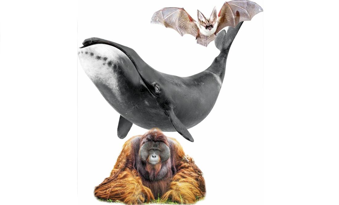 Mamíferos. Imagen: Especial