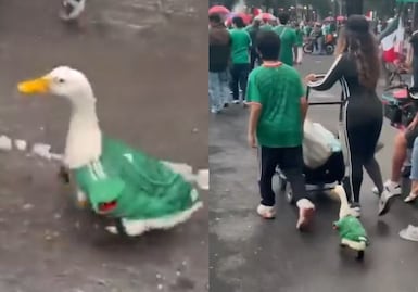 "El pato mundialista" se sumó a los festejos en el Ángel de la Independencia; "Merlyn" causa furor en redes sociales