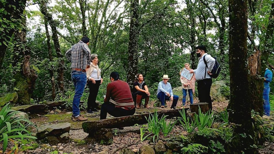 Foto: El Bosque de los Hongos Azules