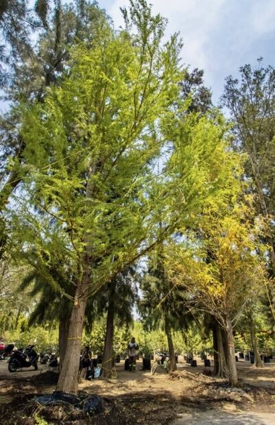 Habrá festival para celebrar plantación de ahuehuete en Reforma