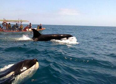 Arranca primera temporada regulada de nado con orcas en Baja California Sur; reglamentan la actividad para evitar daños