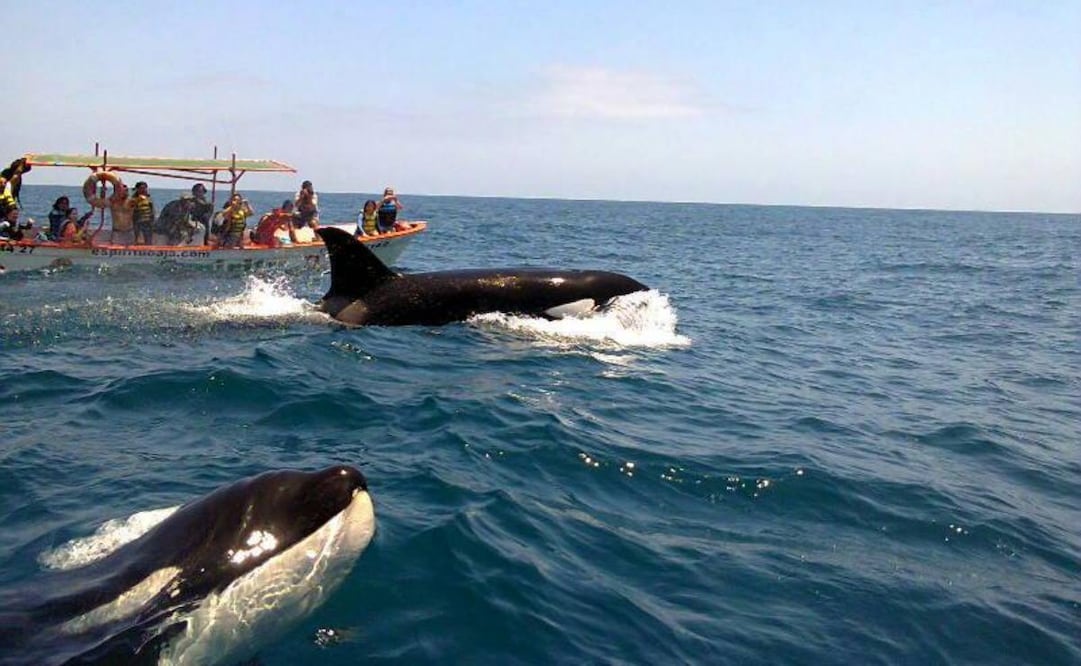 Arranca primera temporada regulada de nado con orcas en Baja California Sur (07/08/2025). Foto: KEKOS TOUR BCS