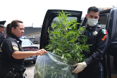 Ahora encuentran planta de marihuana en Aeropuerto de la CDMX
