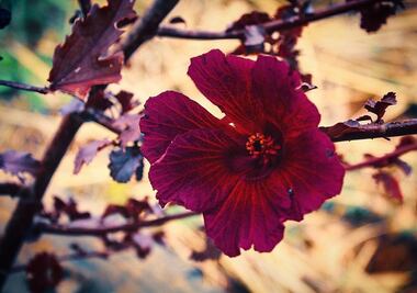 Por qué comer jamaica esta cuarentena