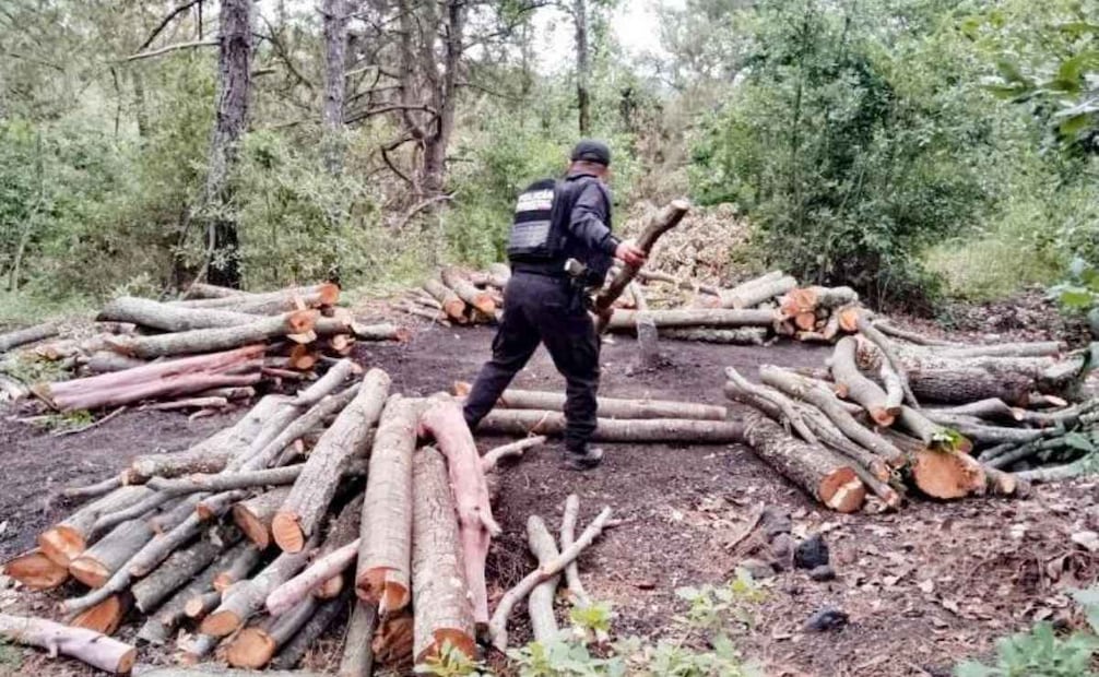 Policía Forestal destruye 11 hornos clandestinos en Puebla; combaten procesamiento ilegal de madera.
Foto: Especial.