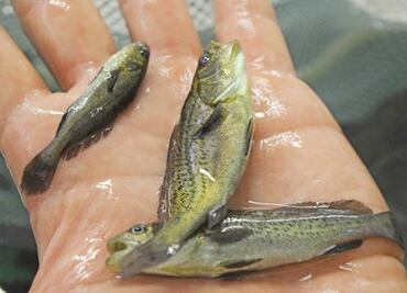 Coveted Totoaba is cultivated in Mexico