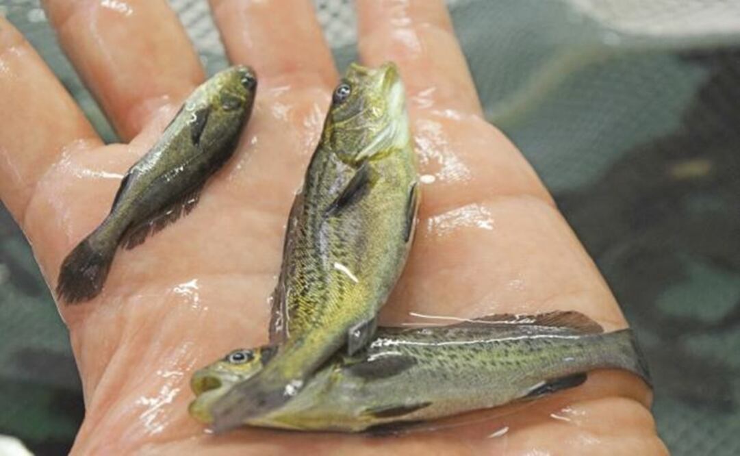 Totoaba – Photo: Elisabeth Ramírez