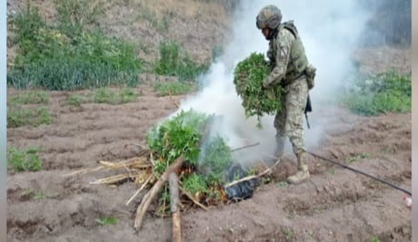 Aseguran químicos y plantío de marihuana en Culiacán; operativo contra laboratorios clandestinos