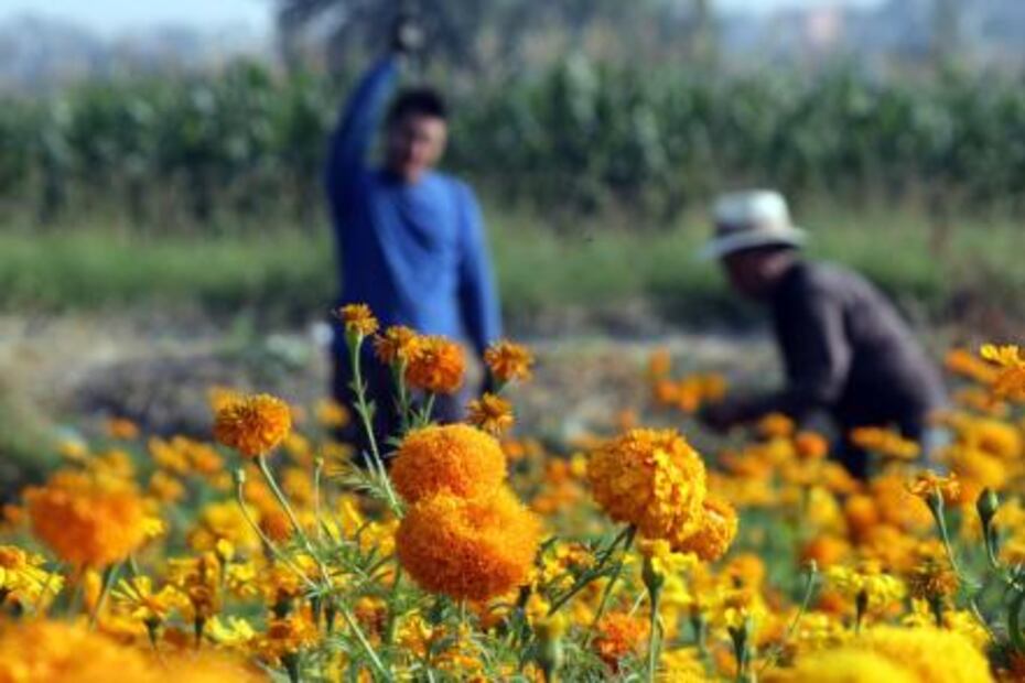 Flor de cempasúchil, el regreso del inframundo