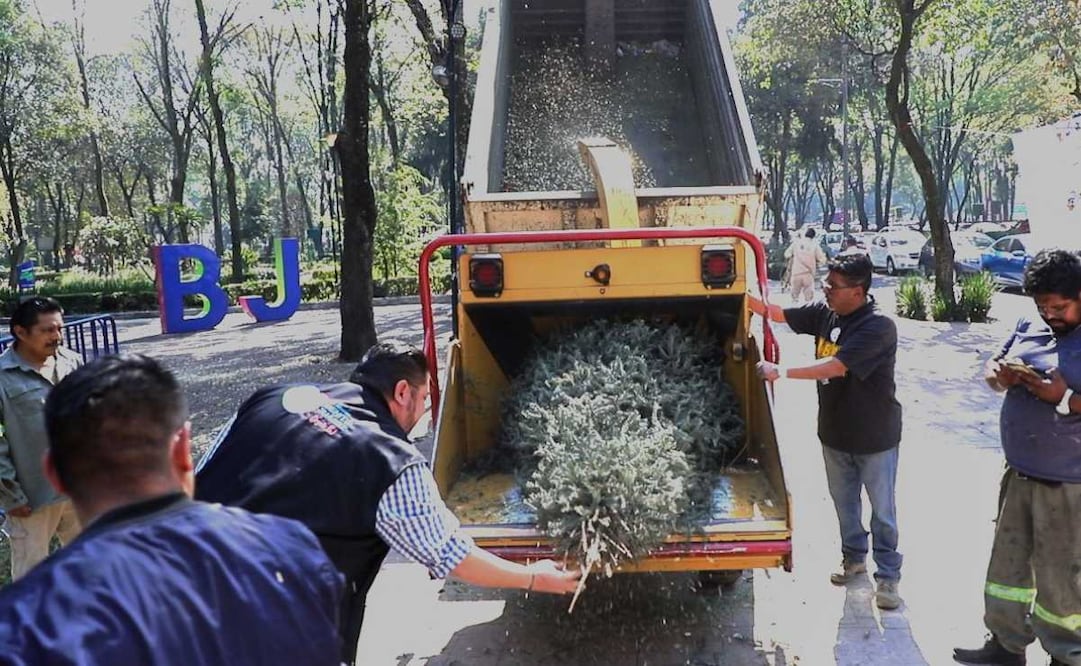 Alcaldía Benito Juárez inicia acopio de árboles navideños; ofrecen plantas a cambio para reutilización ambiental.
Foto: Especial.
