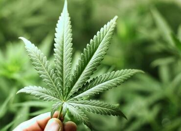 Ingrediente del cannabis podría funcionar como tratamiento antipsicótico