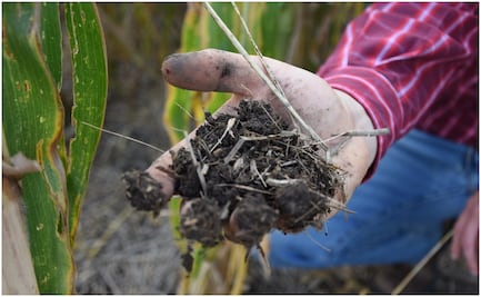 Festejan Día Mundial del Suelo en Morelos; realizan mapeos de superficies agrícolas