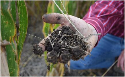 Festejan Día Mundial del Suelo en Morelos; realizan mapeos de superficies agrícolas
