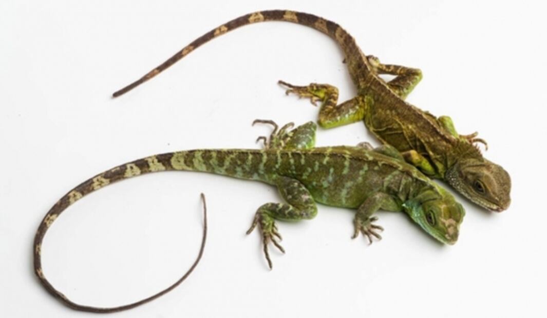 Crías de dragón verde nacen de una madre virgen