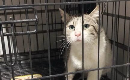 Rescatan a gatita lesionada en la alcaldía Cuauhtémoc; ejemplar se encontraba en una azotea en la colonia Doctores