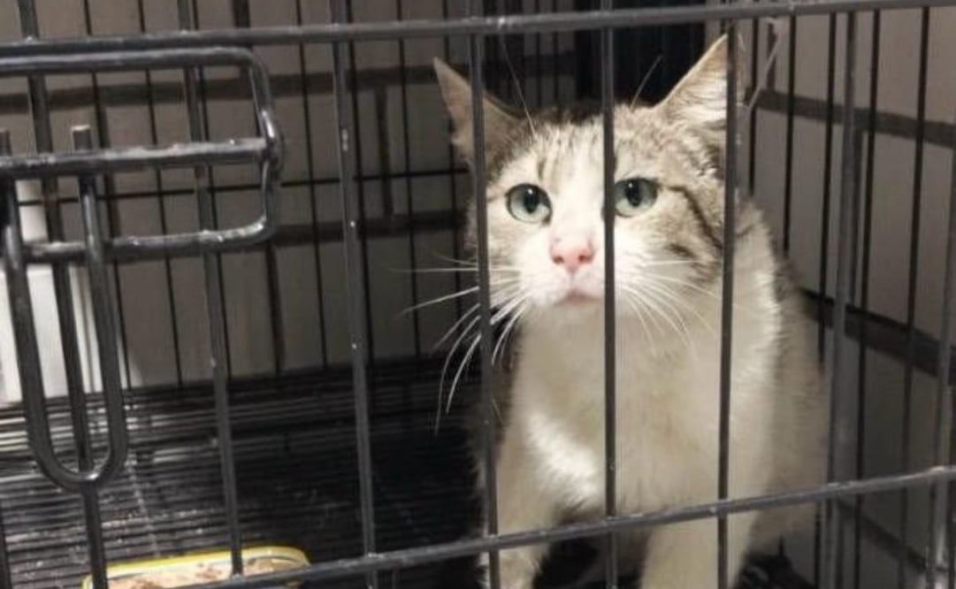 Alcaldía Cuauhtémoc rescata a gatita lesionada en la colonia Doctores. Foto: Especial