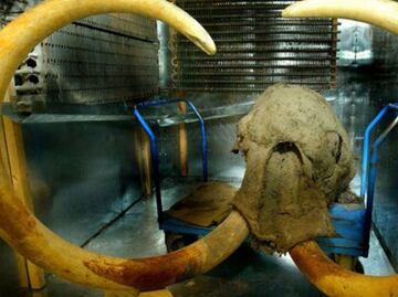 Los mamuts sufrieron mutaciones genéticas antes de extinguirse