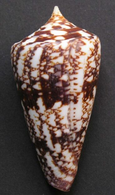 Científicos descubren propiedades analgésicas en el veneno de caracol