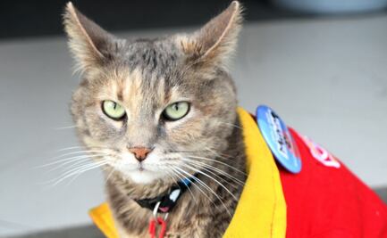 ¡De mascota a ayudante obediente! Conoce a Minina, la gatita que trabaja en un Oxxo de Puebla