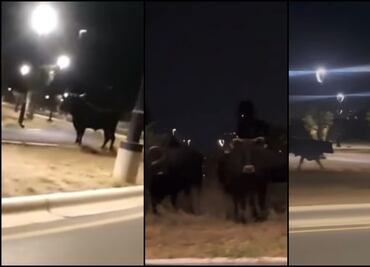 Sorprende manada de toros corriendo en calles de García, Nuevo León: VIDEOS