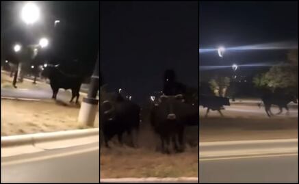Sorprende manada de toros corriendo en calles de García, Nuevo León: VIDEOS