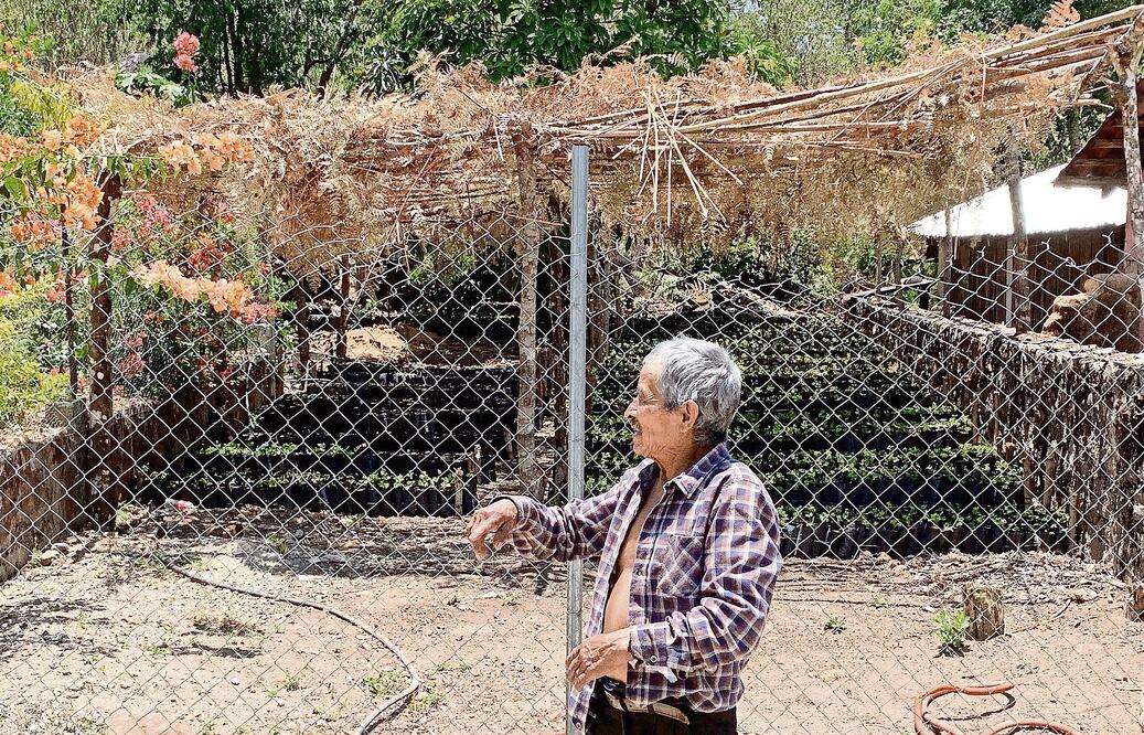 Pacholes de cafeto en un ejido cerca de El Edén, Guerrero. La práctica de la resiembra es utilizada por los productores para renovar sus huertas, tras el paso de la roya que azota la sierra de Atoyac. Foto: David Espino 