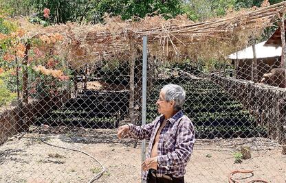 Edén triste: Productores de Atoyac, sin probar auge del café