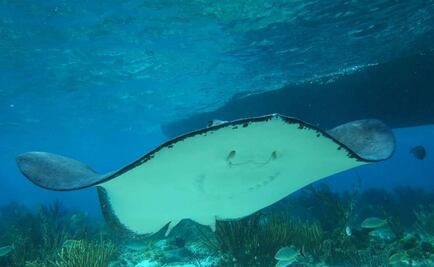 Desarrollan un robot acuático flexible para realizar exploraciones marinas