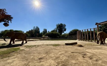 ¿Cuándo se podrá visitar a las elefantas Ely y Gipsy en el zoológico San Juan de Aragón? Esto sabemos