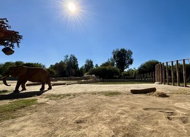 ¿Cuándo se podrá visitar a las elefantas Ely y Gipsy en el zoológico San Juan de Aragón? Esto sabemos