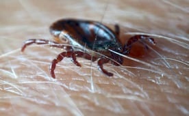 Confirman presencia de virus Bourbon en Nueva York; se transmite por garrapatas y no existe vacuna