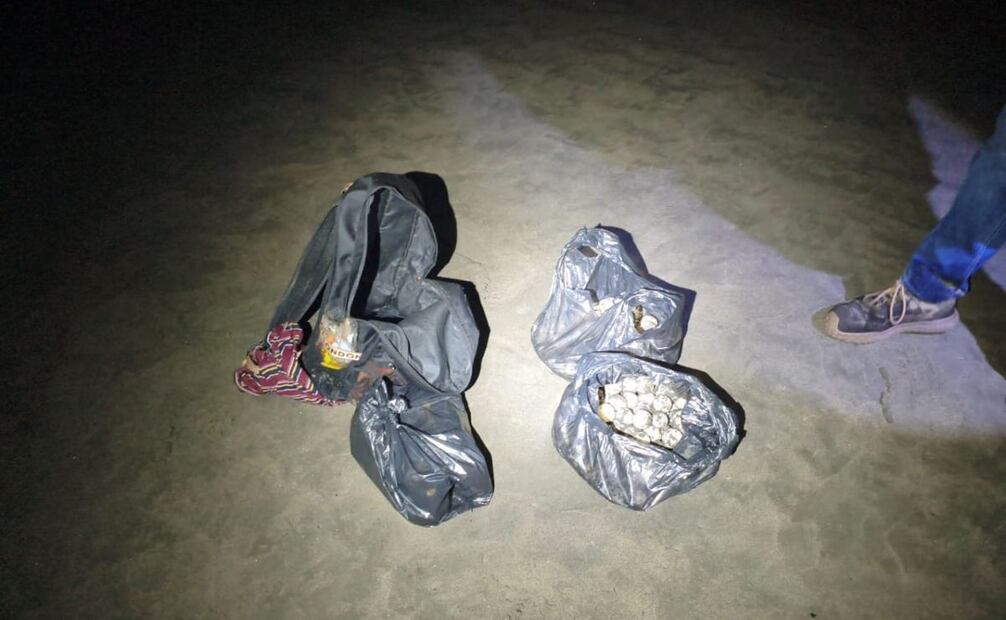 Marina anuncia aseguramiento de seis mil 294 huevos de tortuga en costas de Michoacán este lunes 1 de septiembre de 2025. Foto: Semar