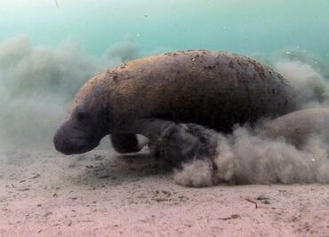 Contaminación, una de las causas de muerte de manatíes en Tabasco