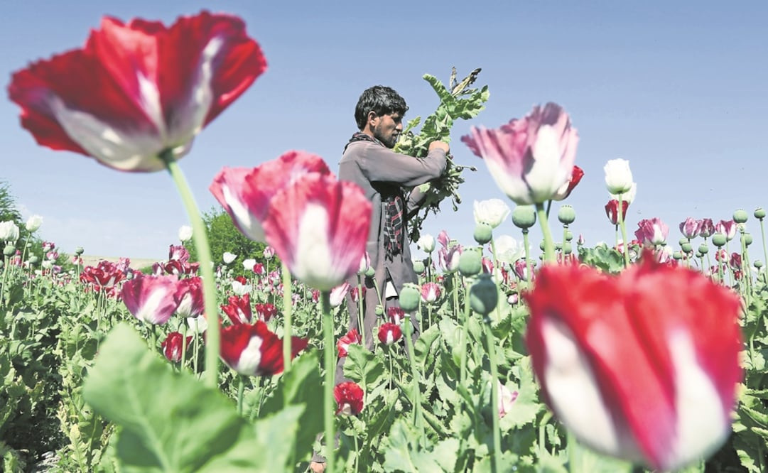 Un agricultor de Afganistán trabaja en un campo de amapolas recolectando los bulbos verdes que contienen opio puro, en el este de Kabul. (RAHMAT GUL. AP)