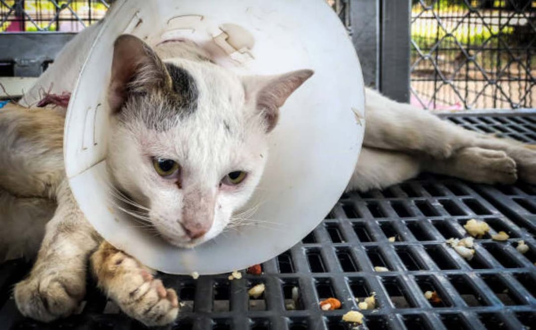 El menor no solo transmitía los actos de maltrato animal, sino que también incitaba a otros jóvenes a autolesionarse. Foto: iStock