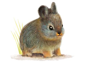 Teporingo; nuestro pequeño sobreviviente