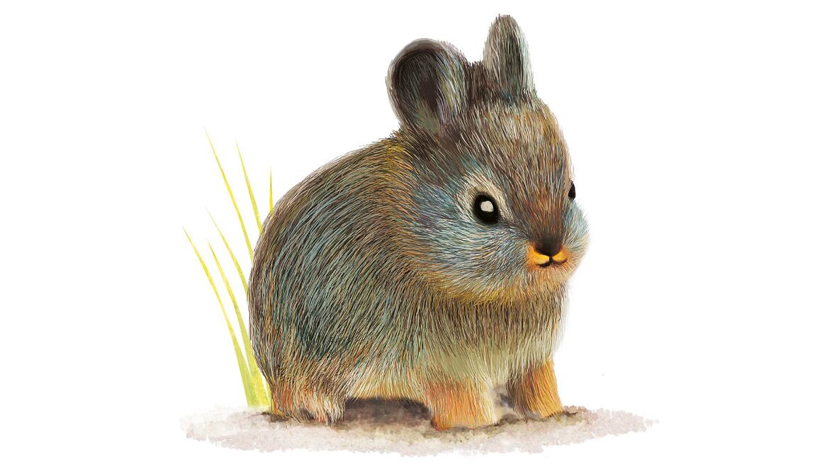 Teporingo; nuestro pequeño sobreviviente