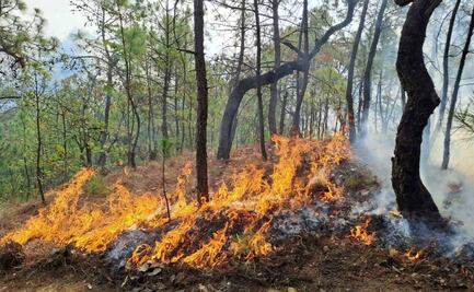 Incendio forestal en Tejupilco afecta a 300 hectáreas de árboles, lleva el 80% controlado